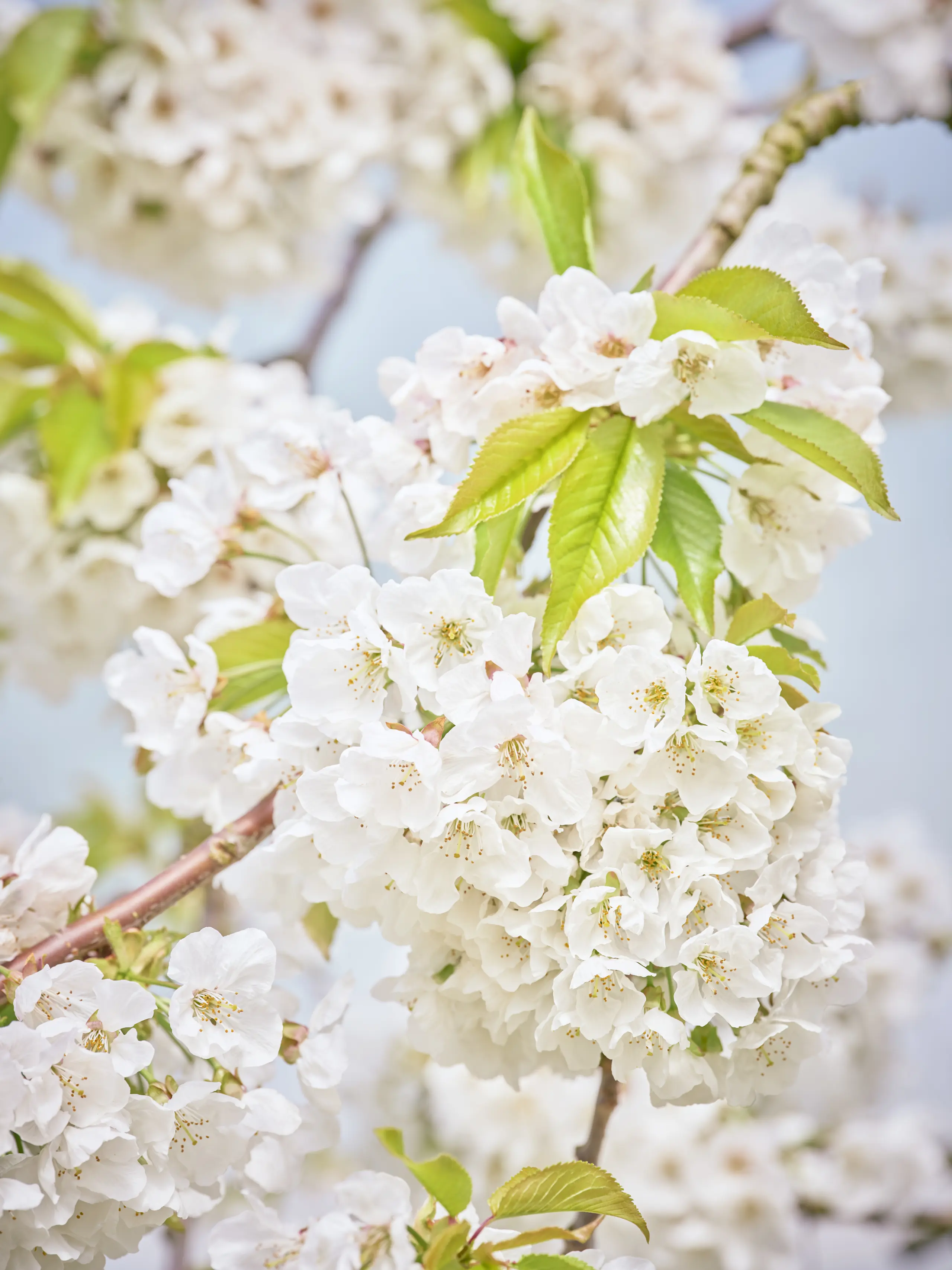 Cherry blossom tree with white flowers