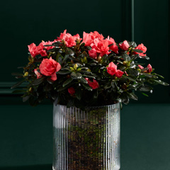 Christmas plants