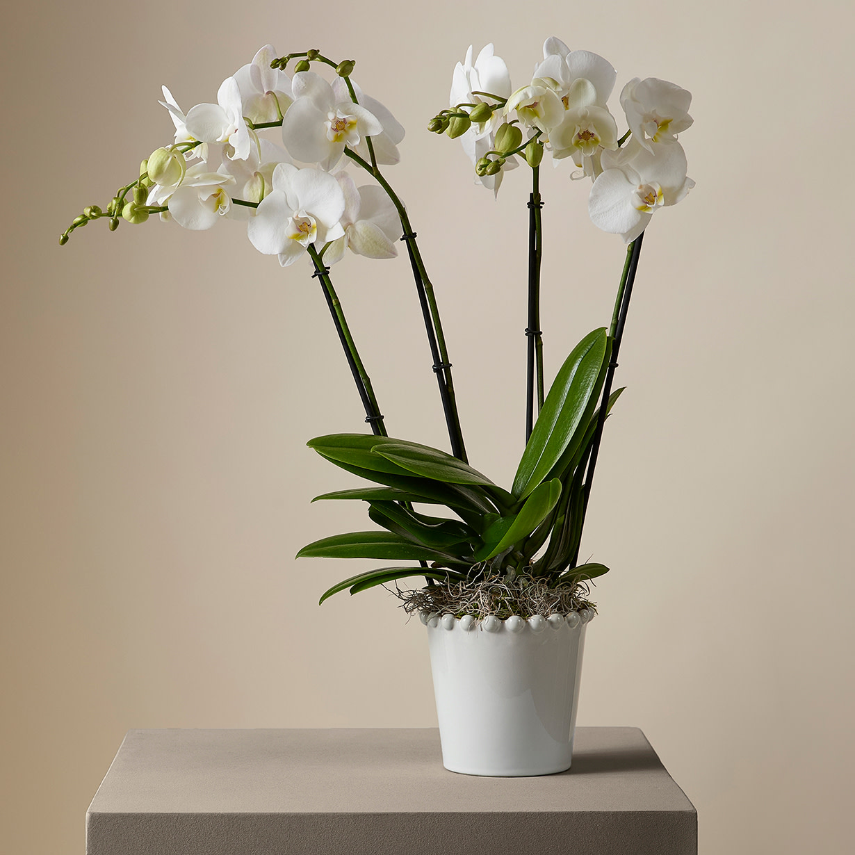 Orchid in Ceramic Pot