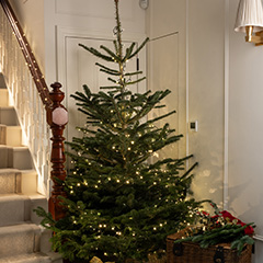 Christmas trees