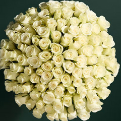 The perfect gift: 100 roses