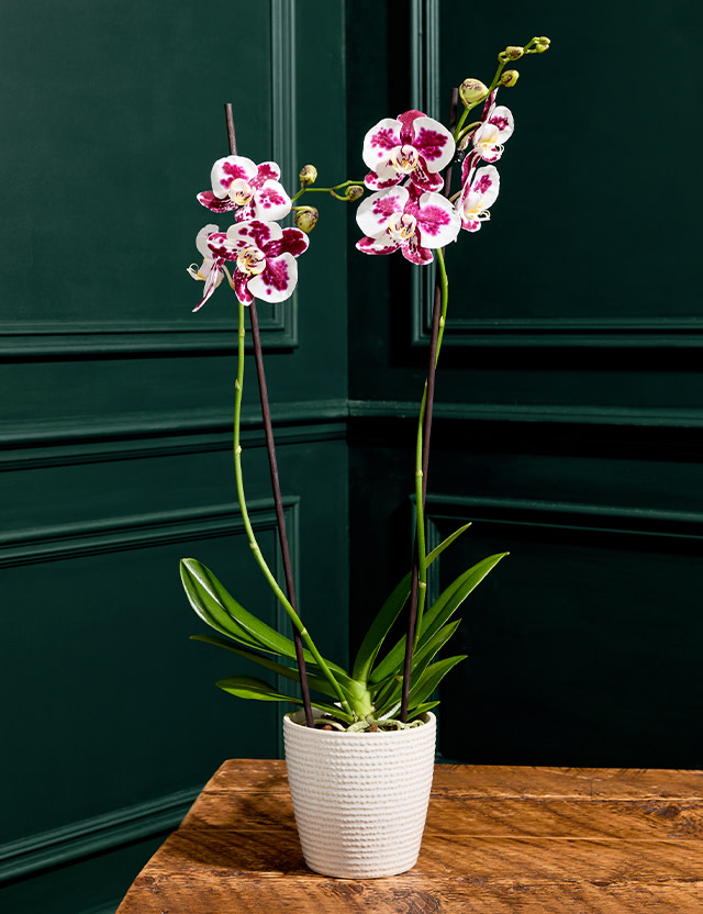 A lovely Plant. Shop Plants at M&S.