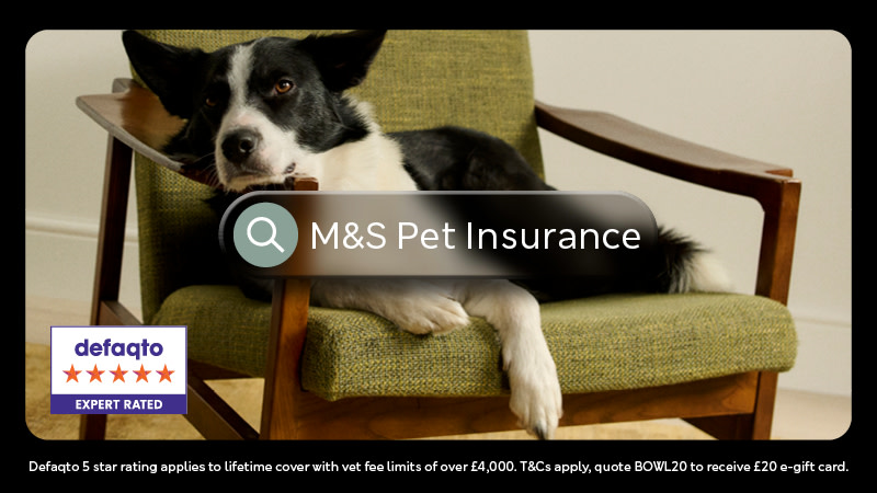 13995 MSB PetInsurance DLP 800x450px S42