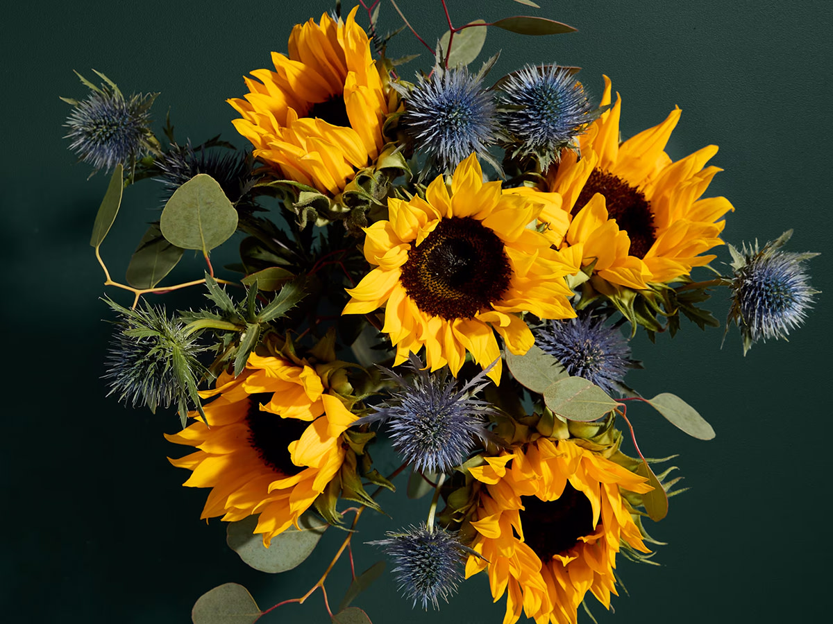 Sunflower abundance in vase