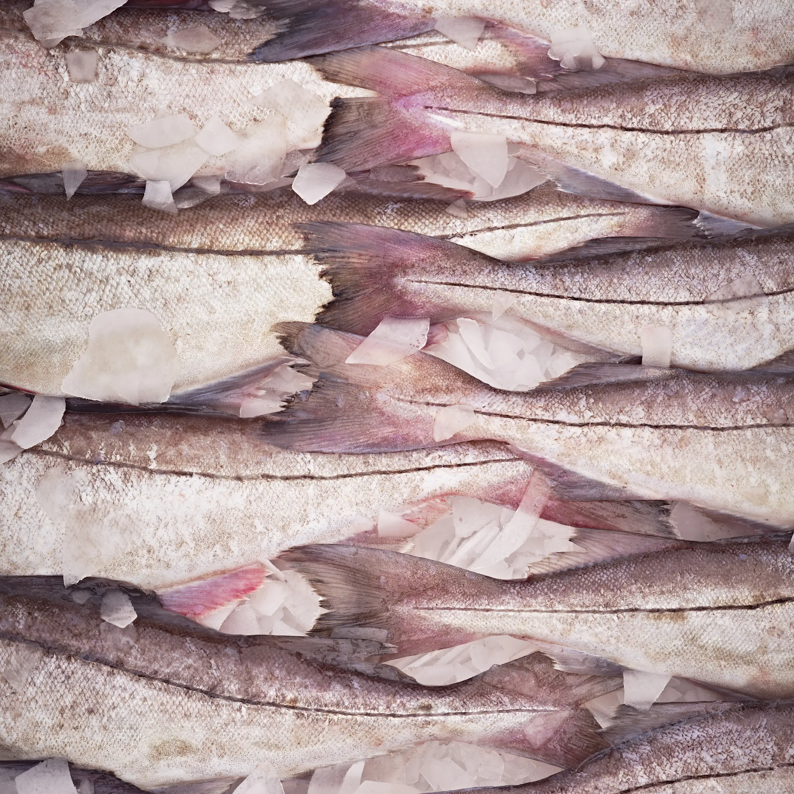 Smoked Haddock tails in container