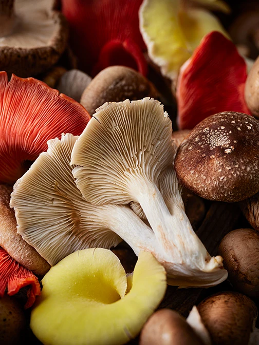Speciality mushrooms