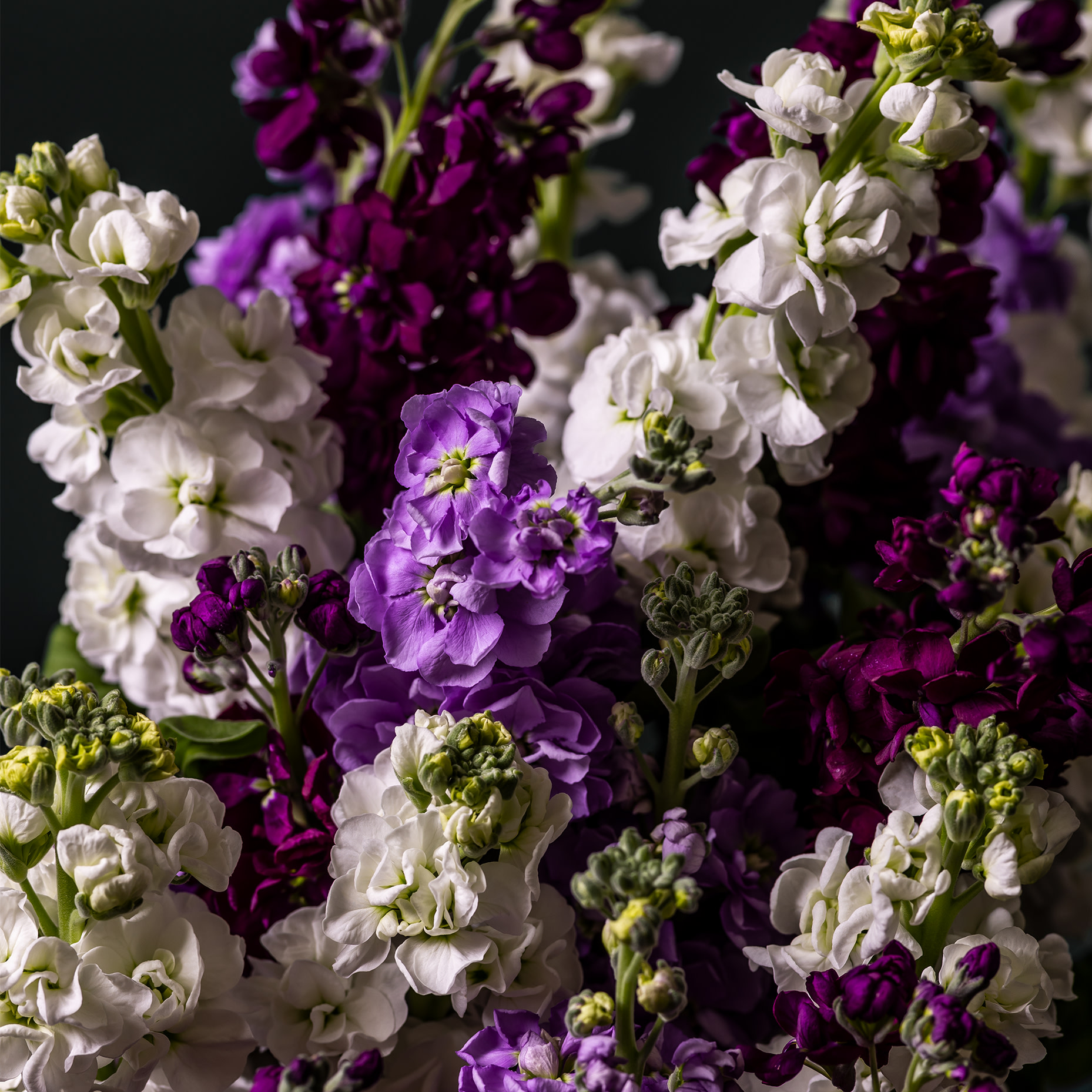 Stock Abundance Bouquet
