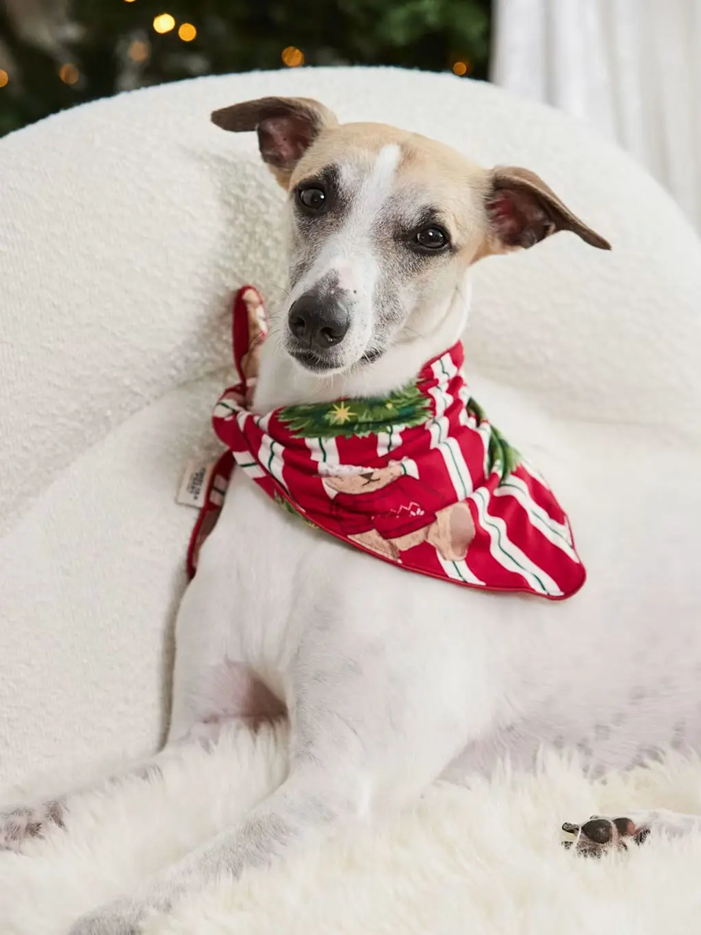 A dog wearing a Christmas bandana
