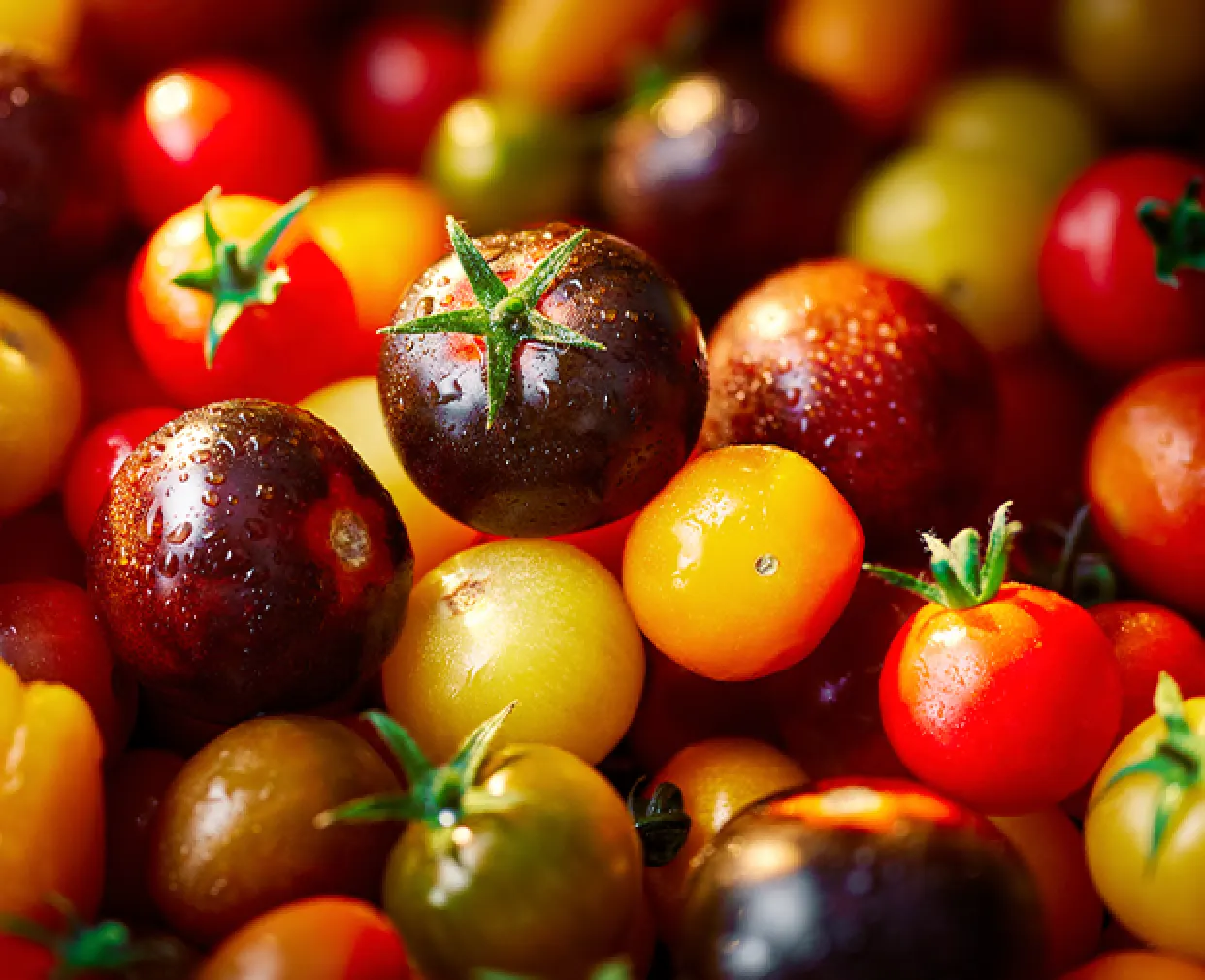 Isle of Wight tomatoes