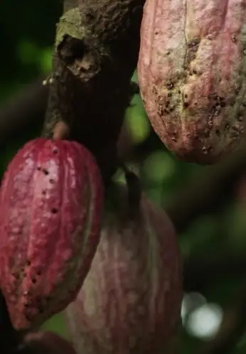 Our cocoa sourcing standards