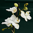 Orchids