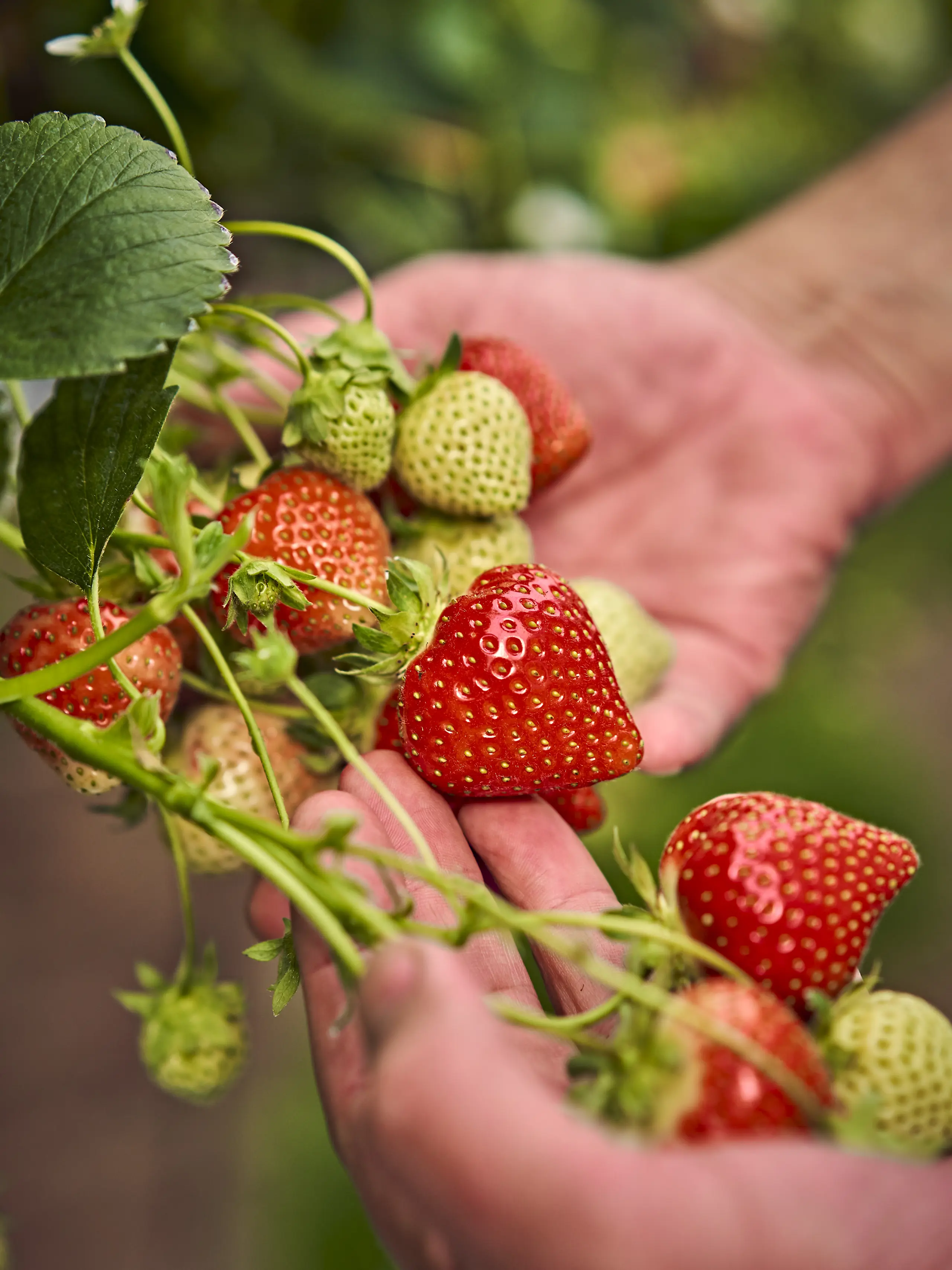 Green and red strawberries on plant