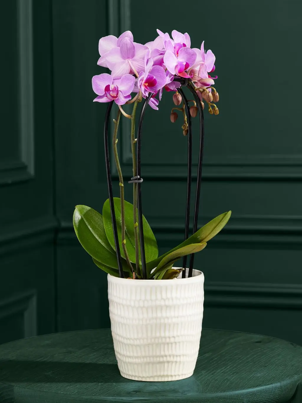 A pink orchid in a white pot shot against a dark green background
