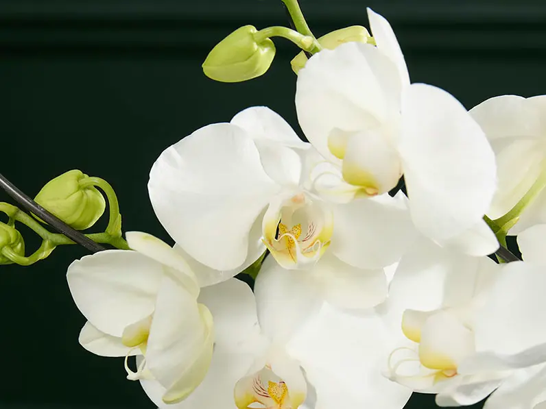 White hurricane orchid
