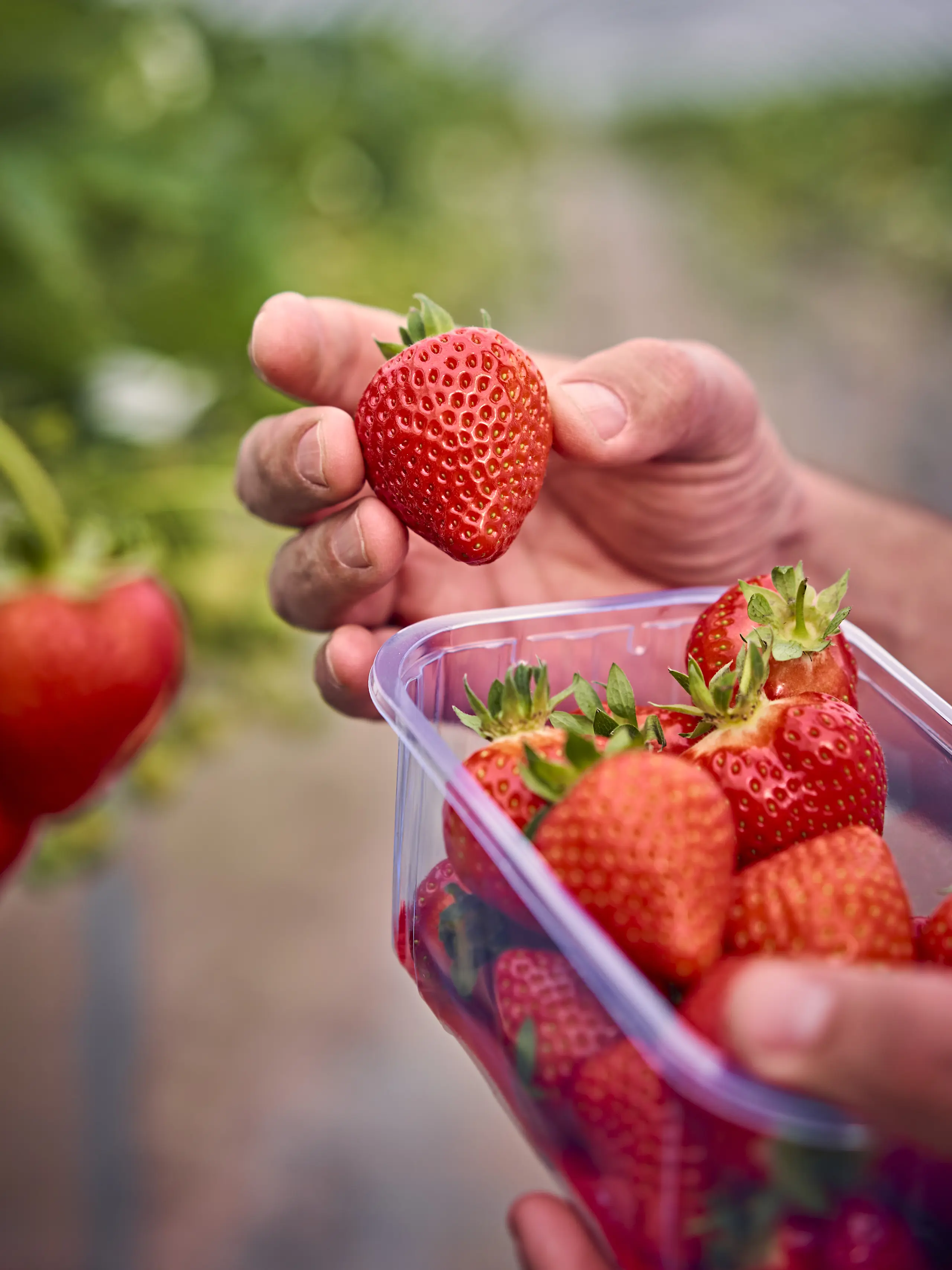 Man picking strawberries
