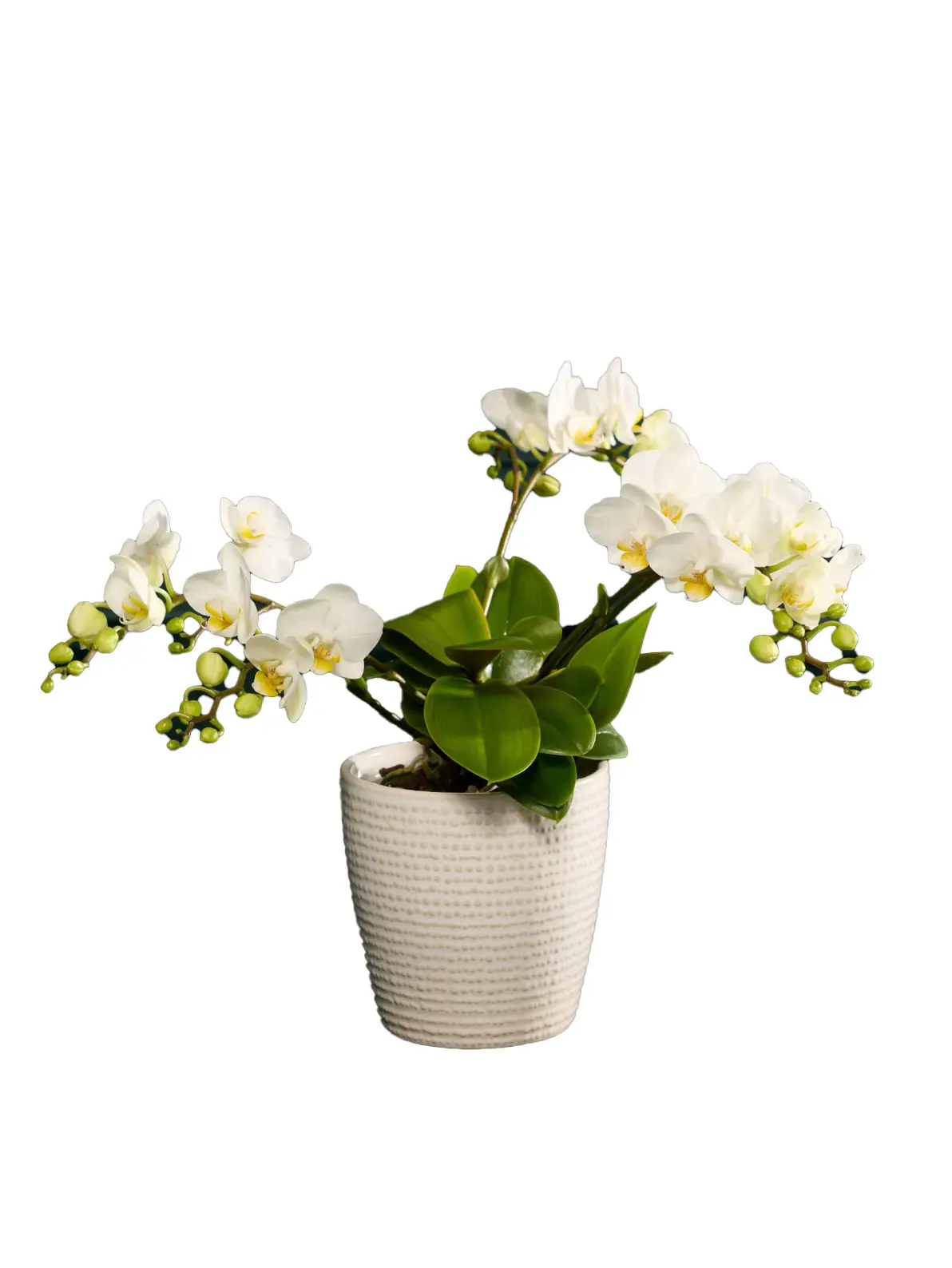 Image of white orchid in white ceramic pot