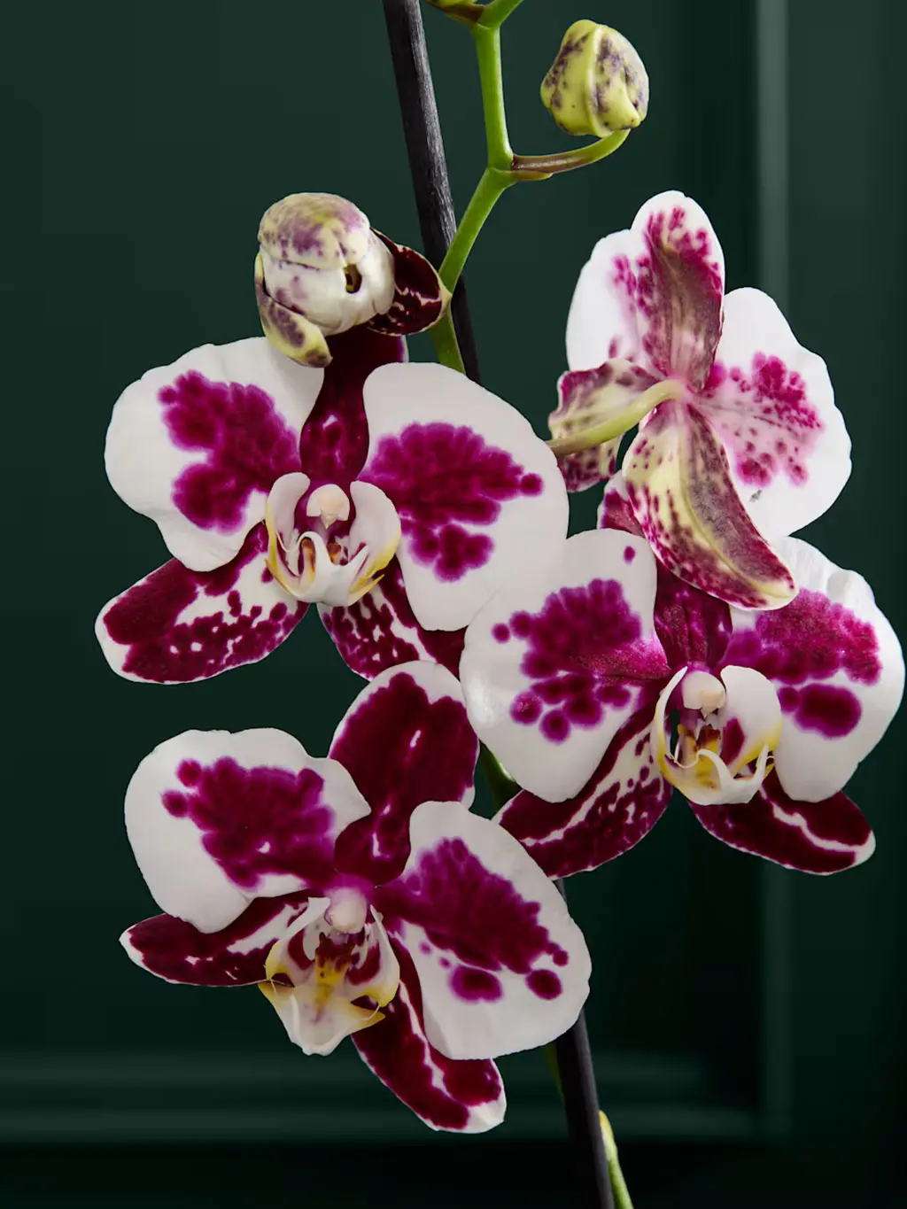 Pink and white Marrakech phalaenopsis orchid