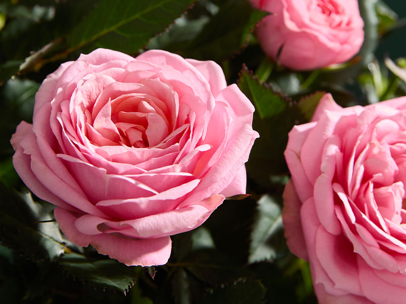 Luxury Pink Rose with Ceramic Pot