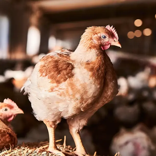 Brown chicken on hay stack
