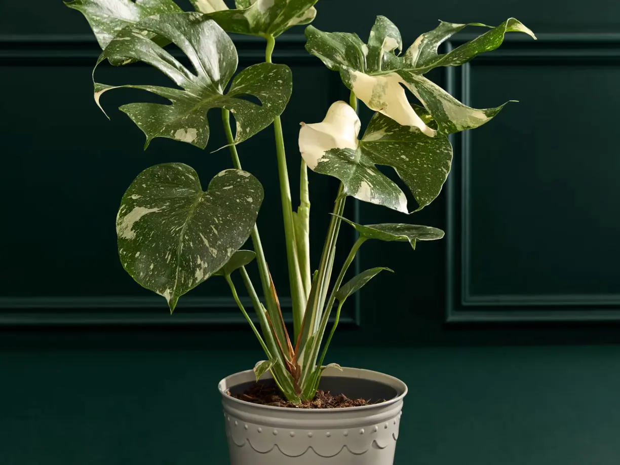 Monstera plant in tin pot 