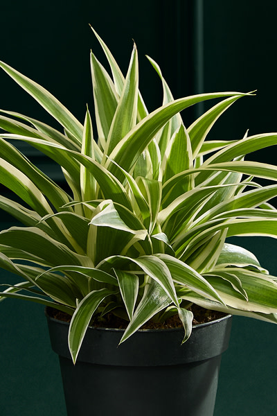 Green plants