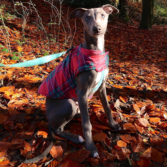 08 1173 2023 BSLH-7728 740x740