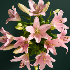 Just-arrived flowers