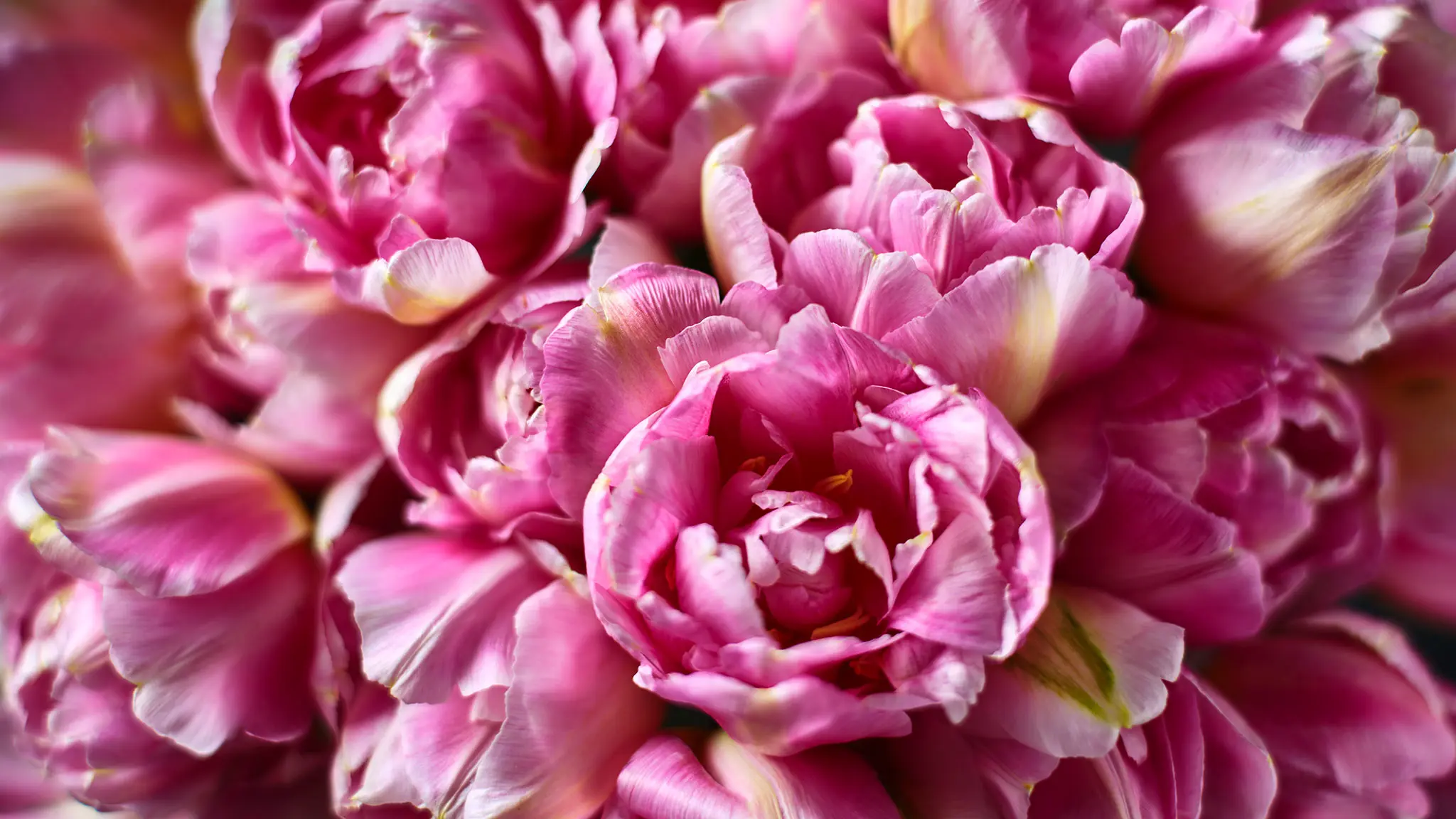 Close up of pink flowers