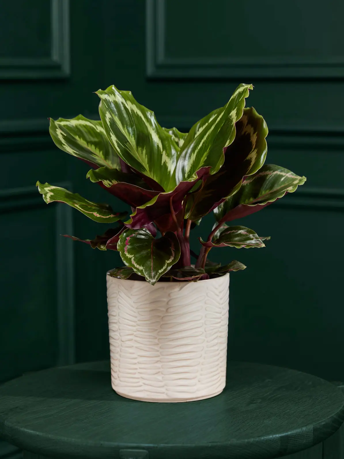 Plant in white ceramic pot 