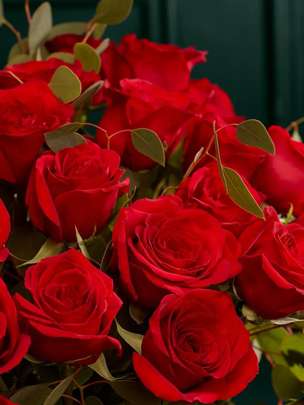 A close up of red roses, a gift for Valentine's Day for her