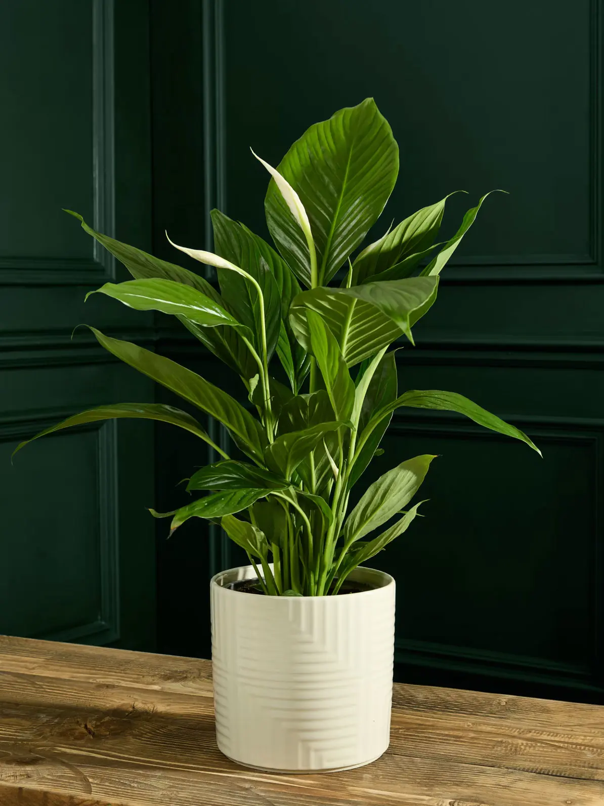 Peace lily in ceramic pot