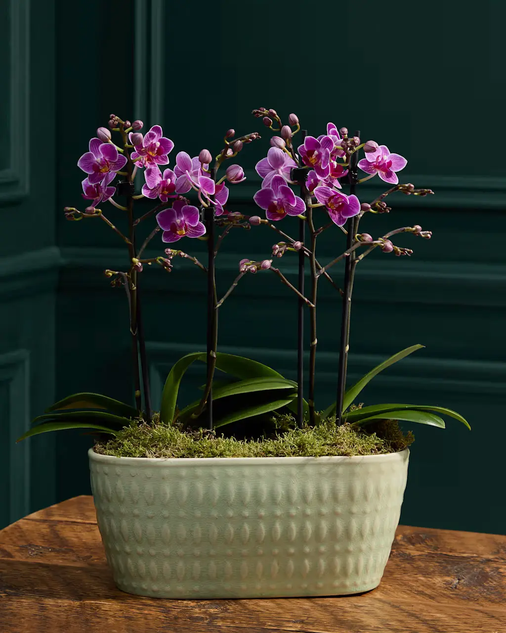 Duo purple Phalaenopsis orchid planter
