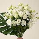 Celebrity Collections