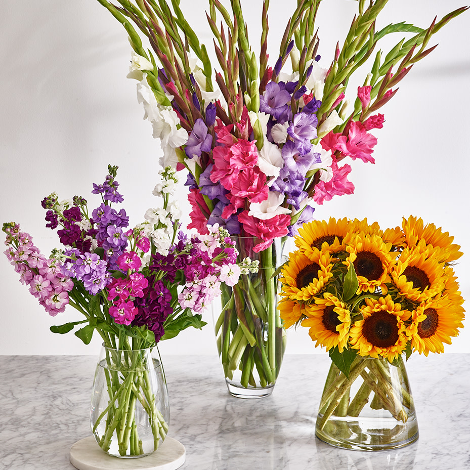 EDIT STOCK, SUNFLOWER, GLADIOLI ABUNDANCE