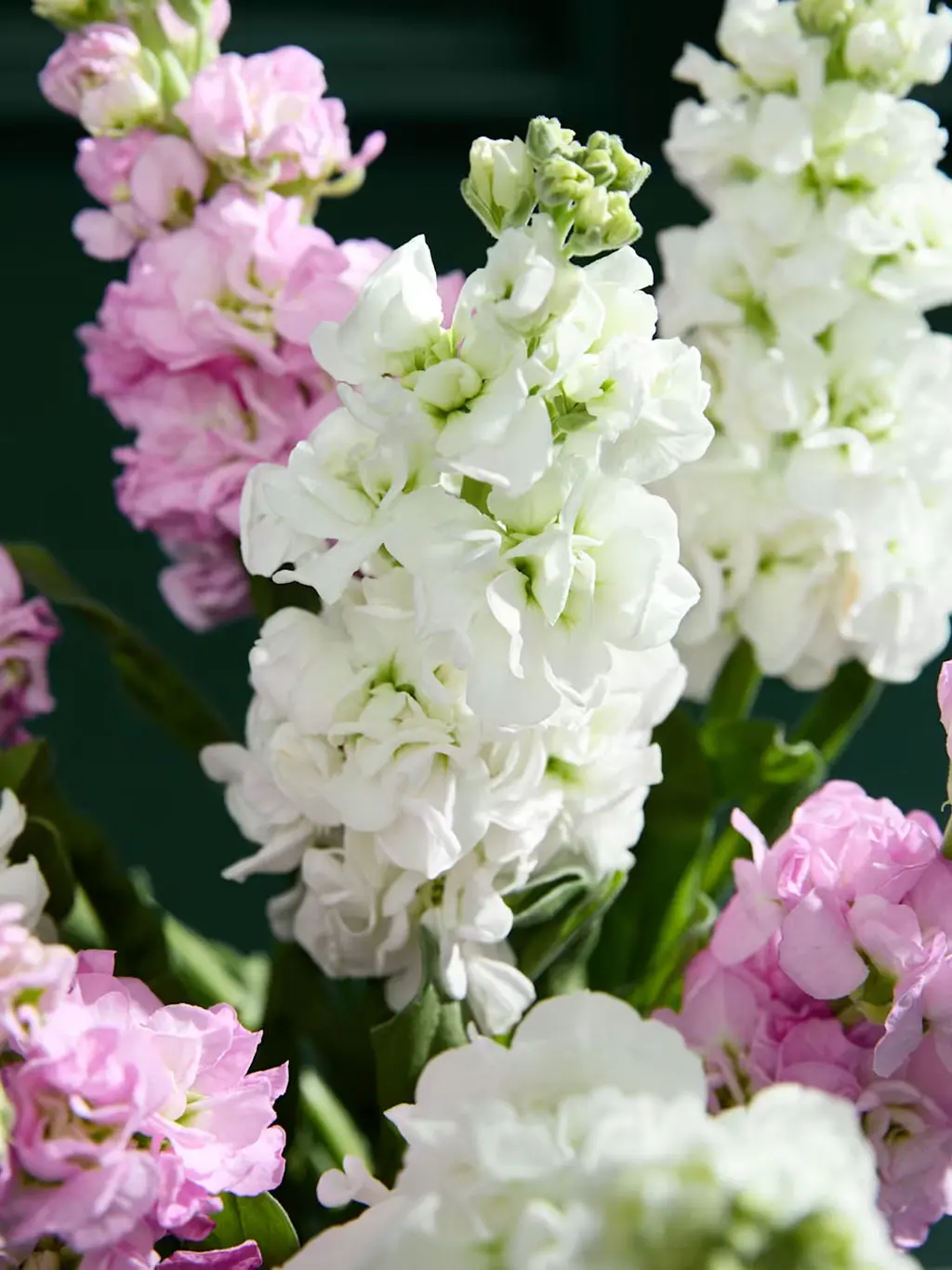 Stock Abundance Bouquet