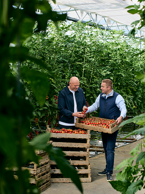 Tomato grower