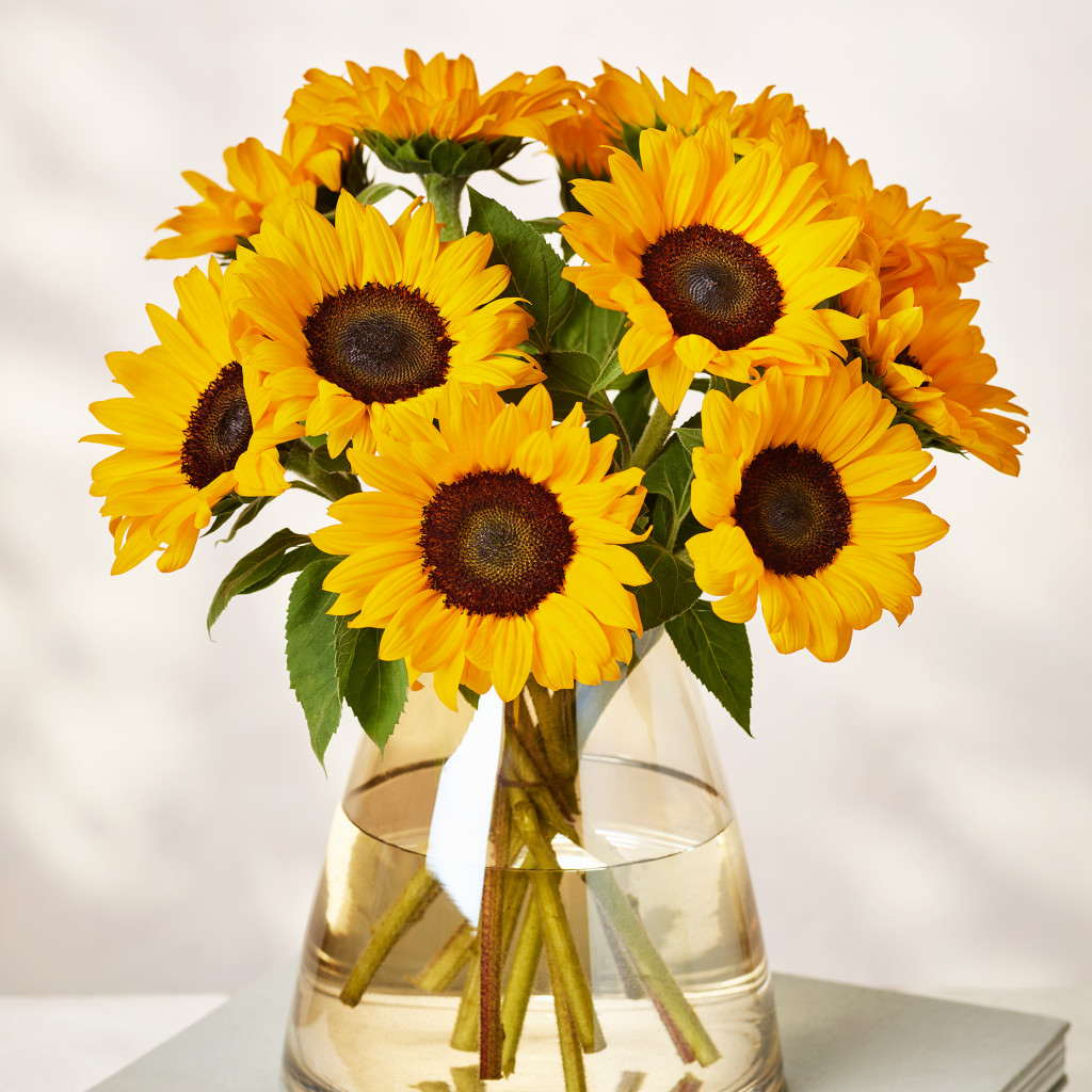 British Sunflower Abundance