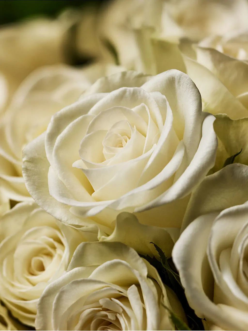 White roses