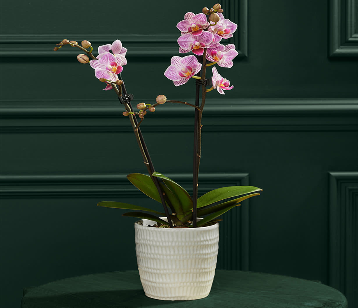 Spruce up your space