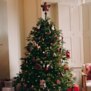 Christmas Trees