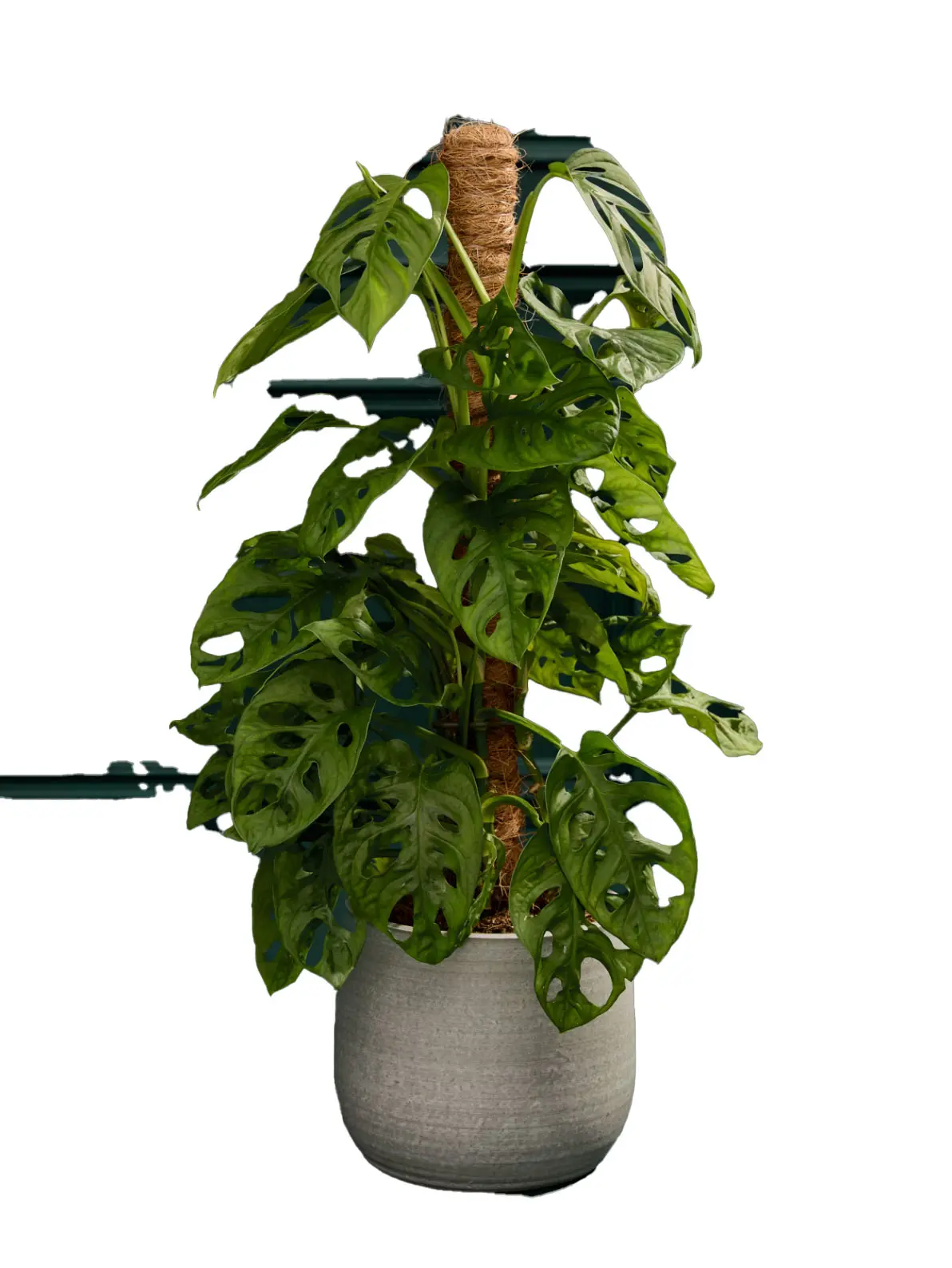 Image of monstera plant in silver planter
