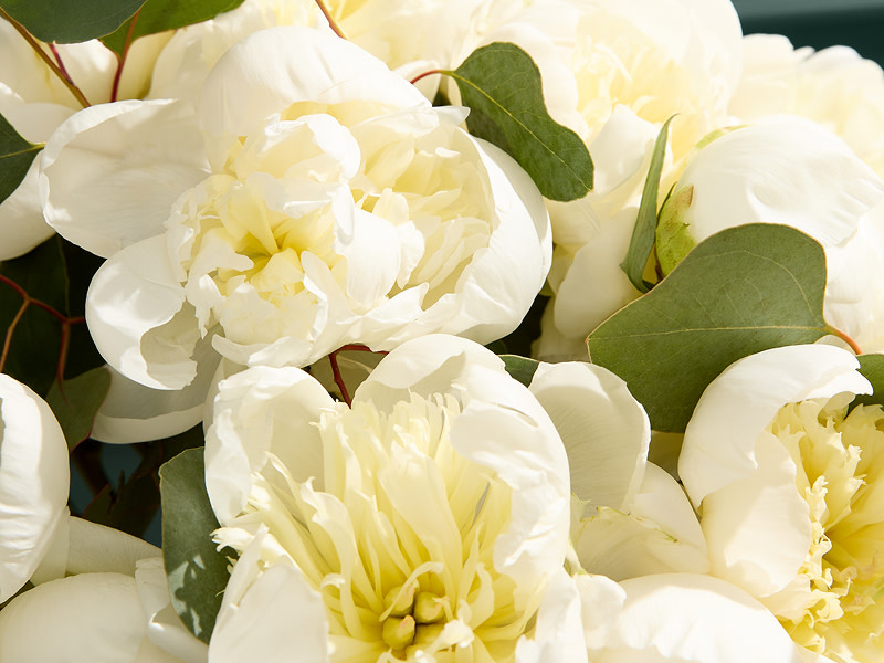 shop now Peonies flowers 