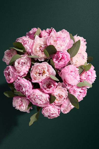 Shop now Peonies flowers 