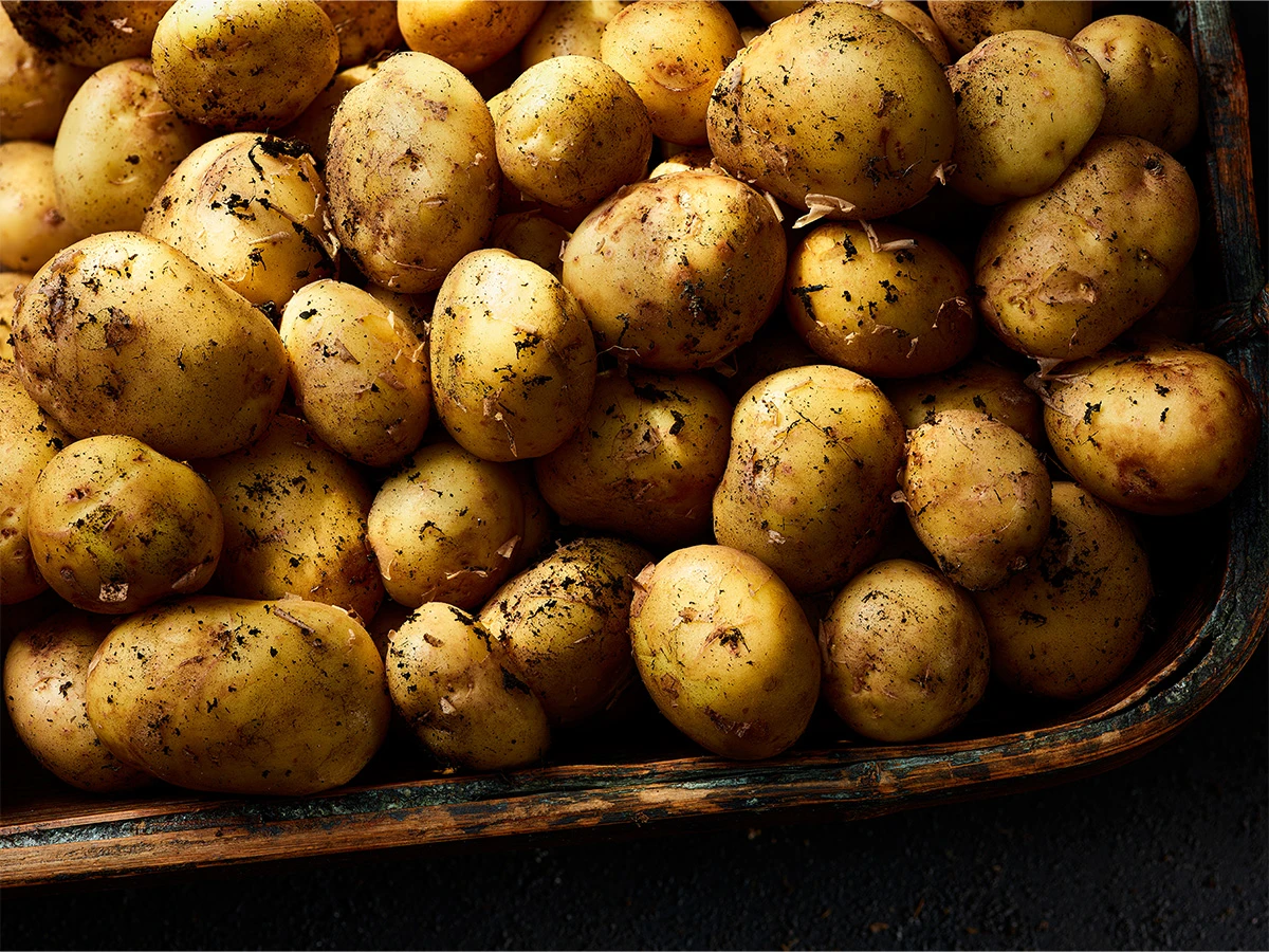 Best in season May Jersey royal potatoes