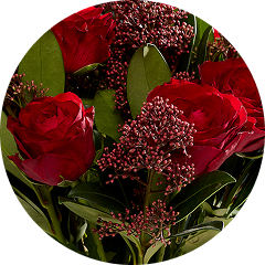 Christmas flowers & plants