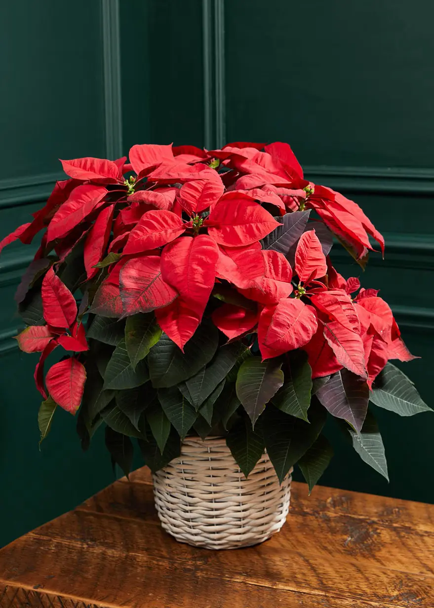 Classic Poinsettia Basket by M&S