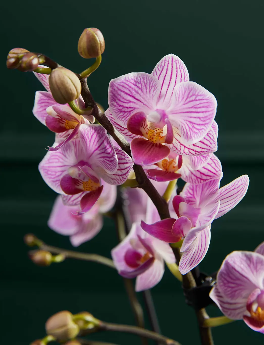 Pink phalaenopsis orchid