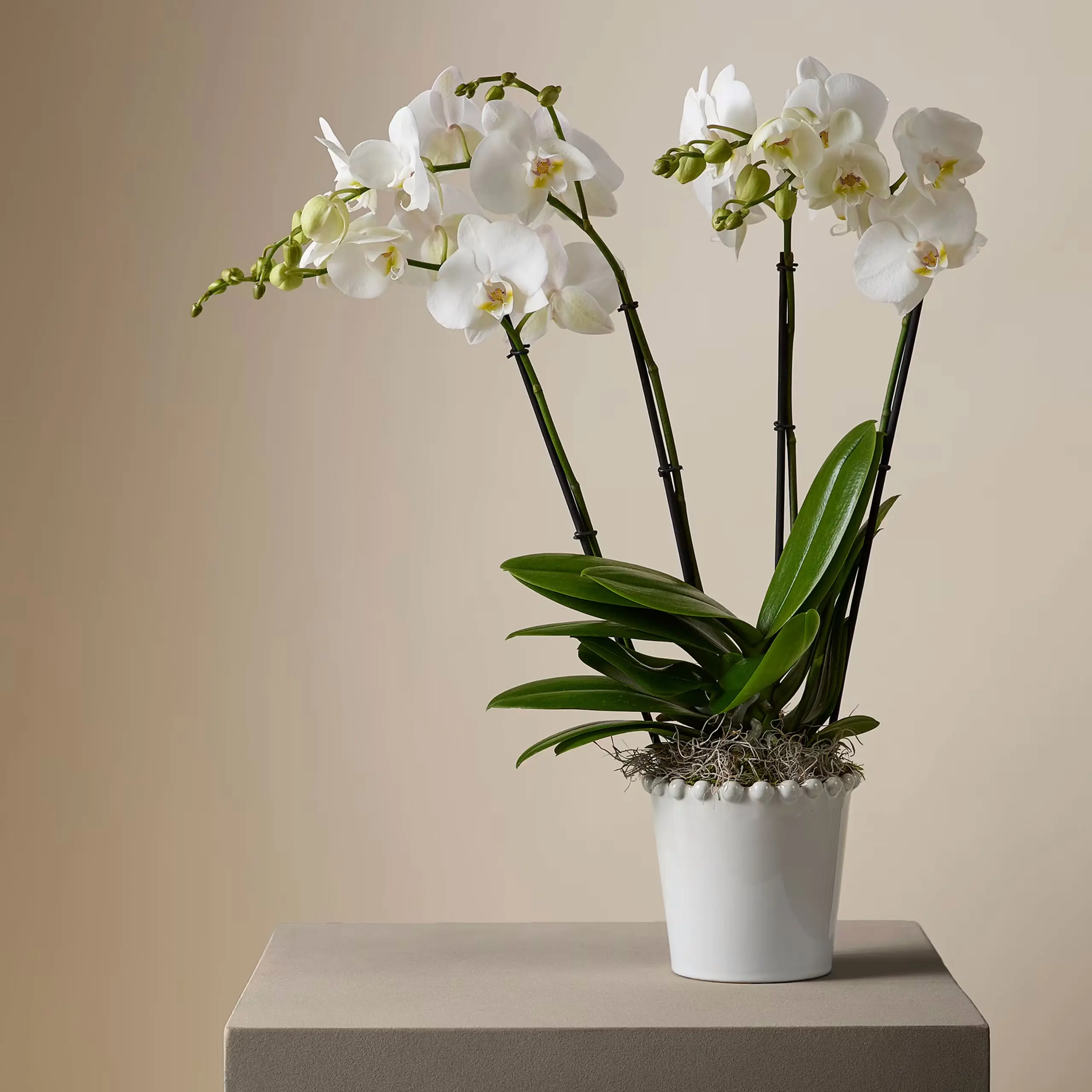 Kelly Hoppen orchid in ceramic vase