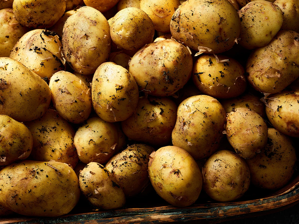 best in season potatoes