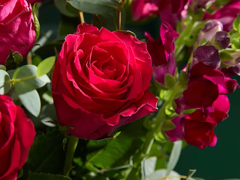 Close-up of red rose in bouquet